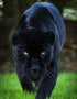 Ferocious Panther Walking on Grass